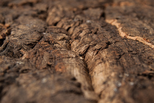 Pannello da parete Virgin