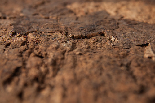 Płyta ścienna Cameleon